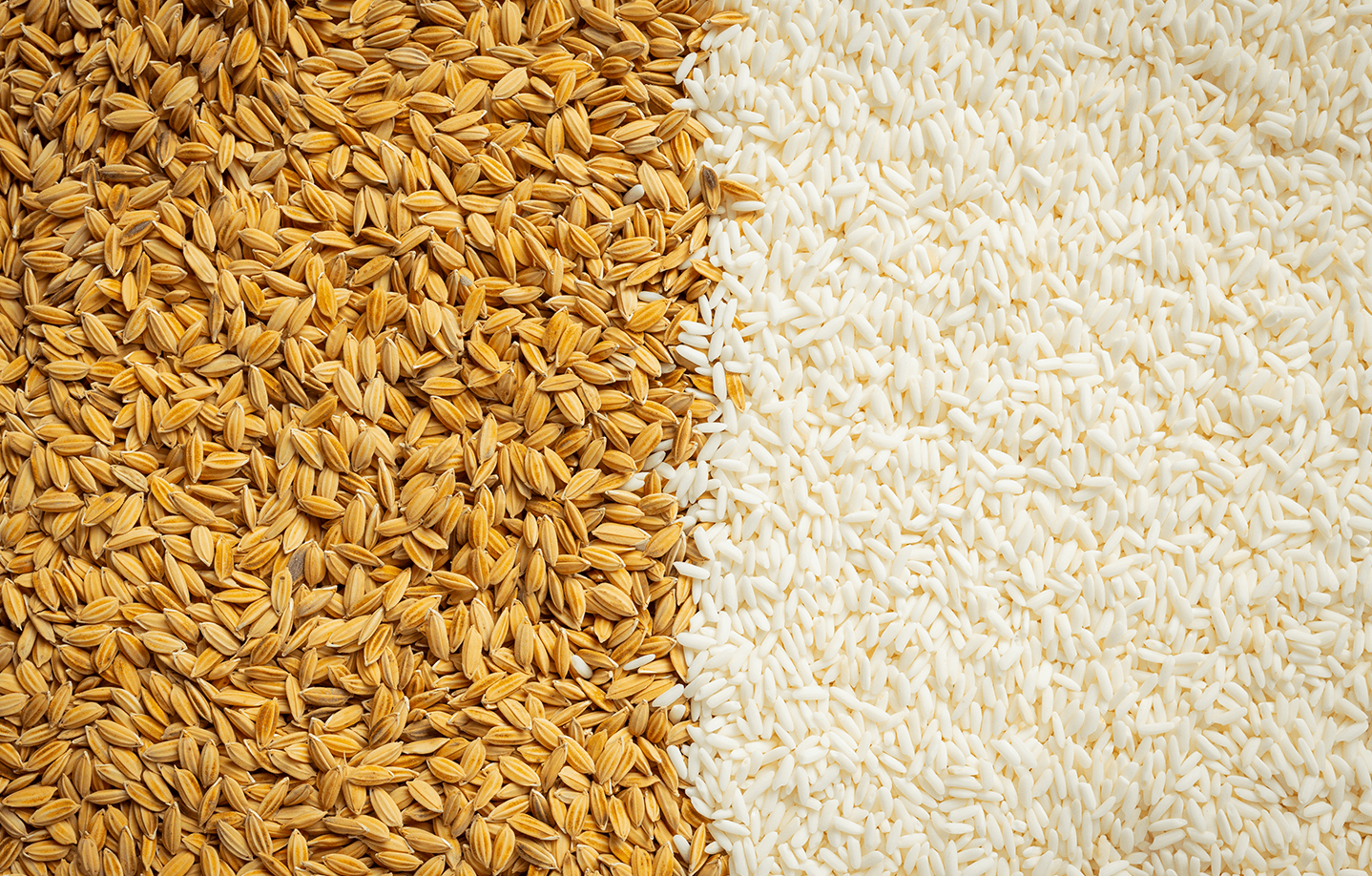 Farm Field of oats
